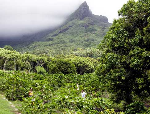 noni plantation